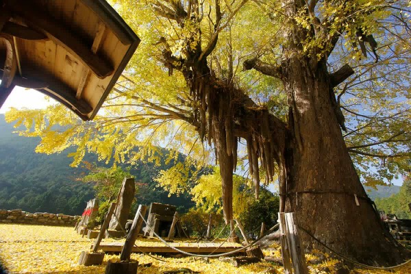 光泉寺の大銀杏 古座川町 観光協会