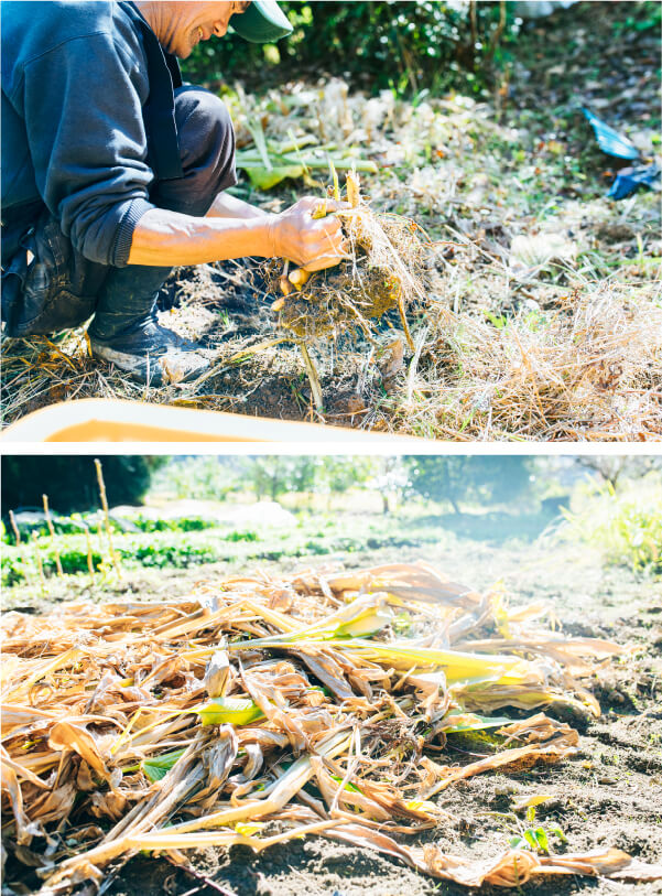 スマホ用上田農園のウコン収穫作業の画像