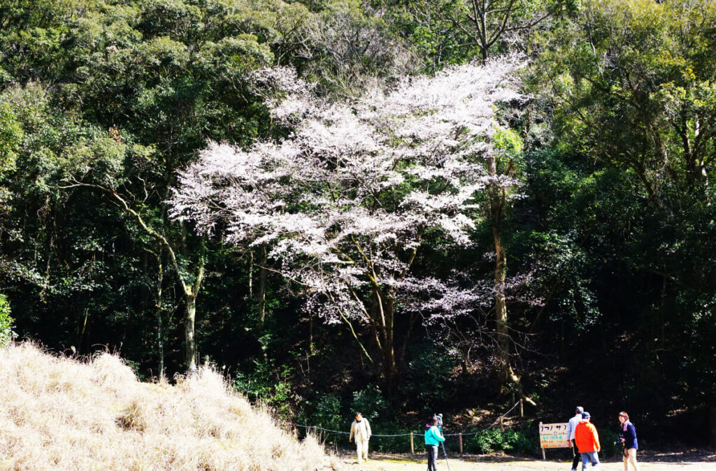 クマノザクラマップ］池野山のタイプ標本木 | 古座川町観光協会