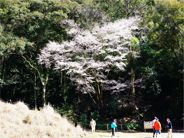 池野山のタイプ標本木