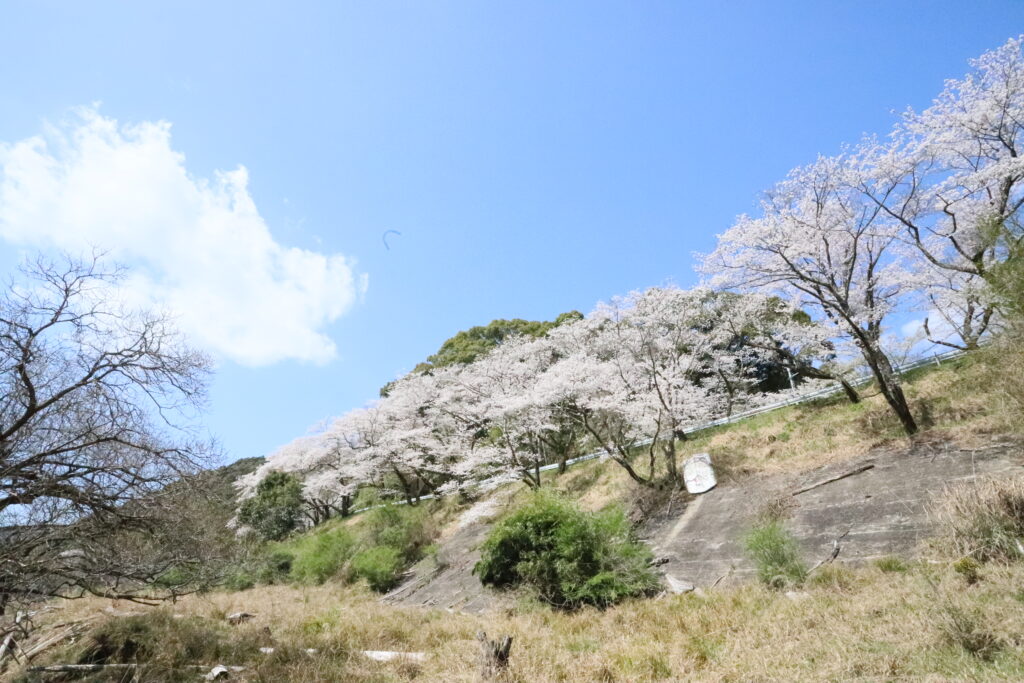 クマノザクラとソメイヨシノの開花状況（4/5） | 古座川町観光協会