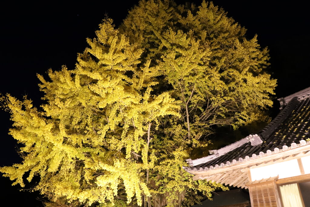 光泉寺の子授けイチョウ ライトアップ