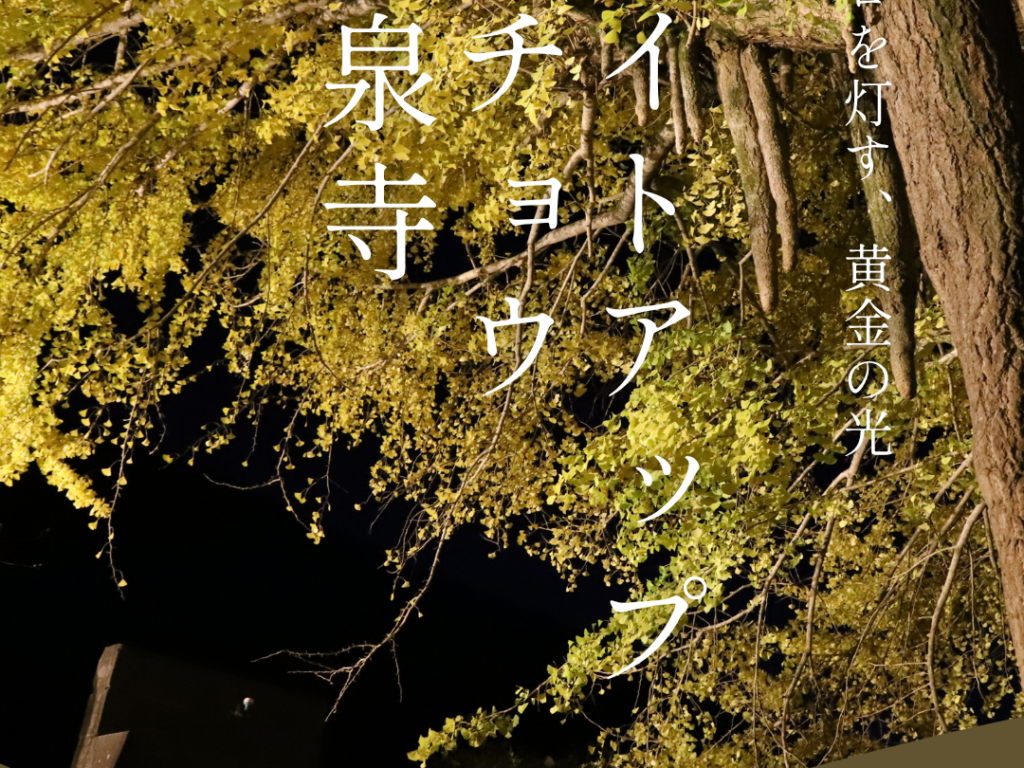 光泉寺 大銀杏 ライトアップを開催します