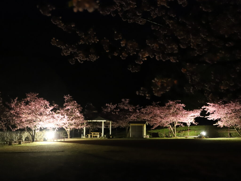 カワズザクラ ライトアップ開催日決定！