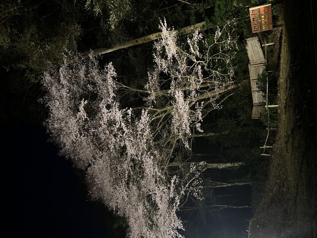 クマノザクラ ライトアップ開催日決定！